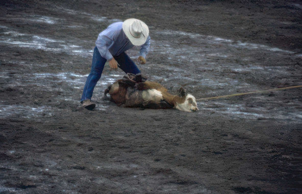 rodeo calf montana Vintage A4 Photo Print