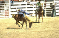 rodeo calf ride 1 Vintage A4 Photo Print
