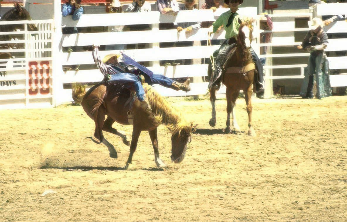 rodeo calf ride 1 Vintage A4 Photo Print