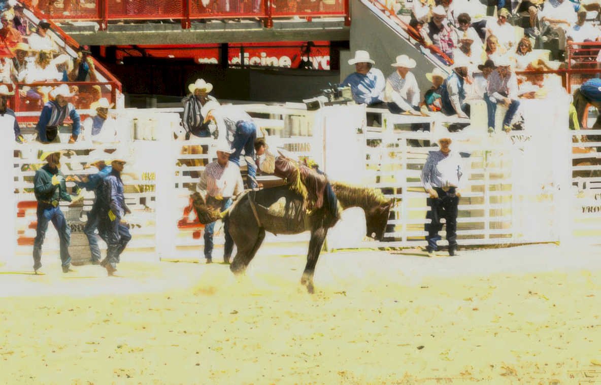 rodeo calf ride 2 Vintage A4 Photo Print