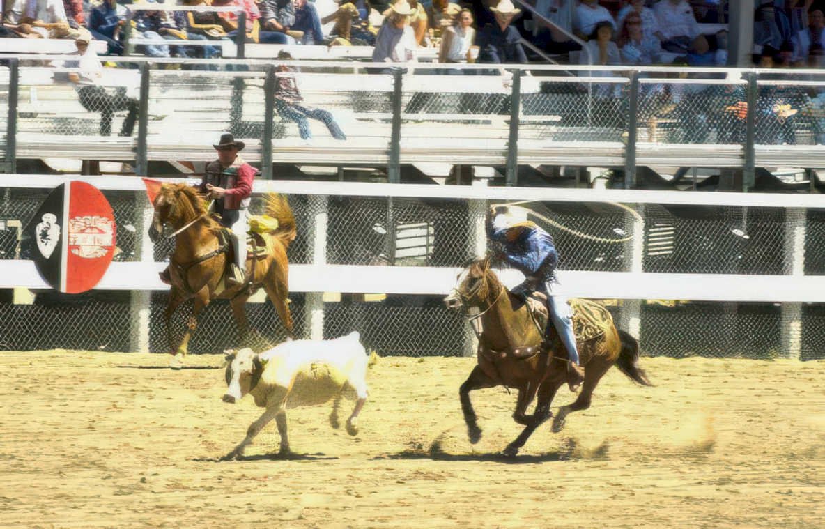rodeo calf roping 11 Vintage A4 Photo Print
