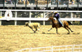 rodeo calf roping 12 Vintage A4 Photo Print