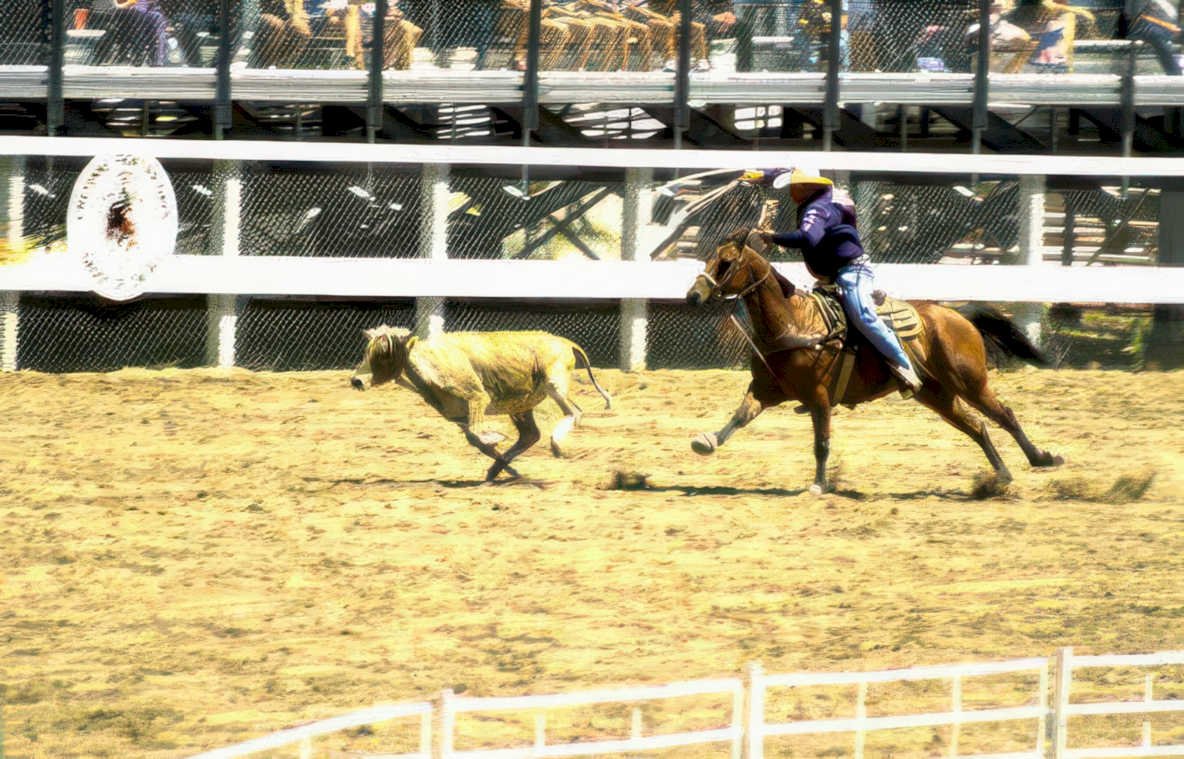 rodeo calf roping 12 Vintage A4 Photo Print