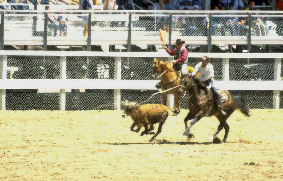 rodeo calf roping 2 Vintage A4 Photo Print