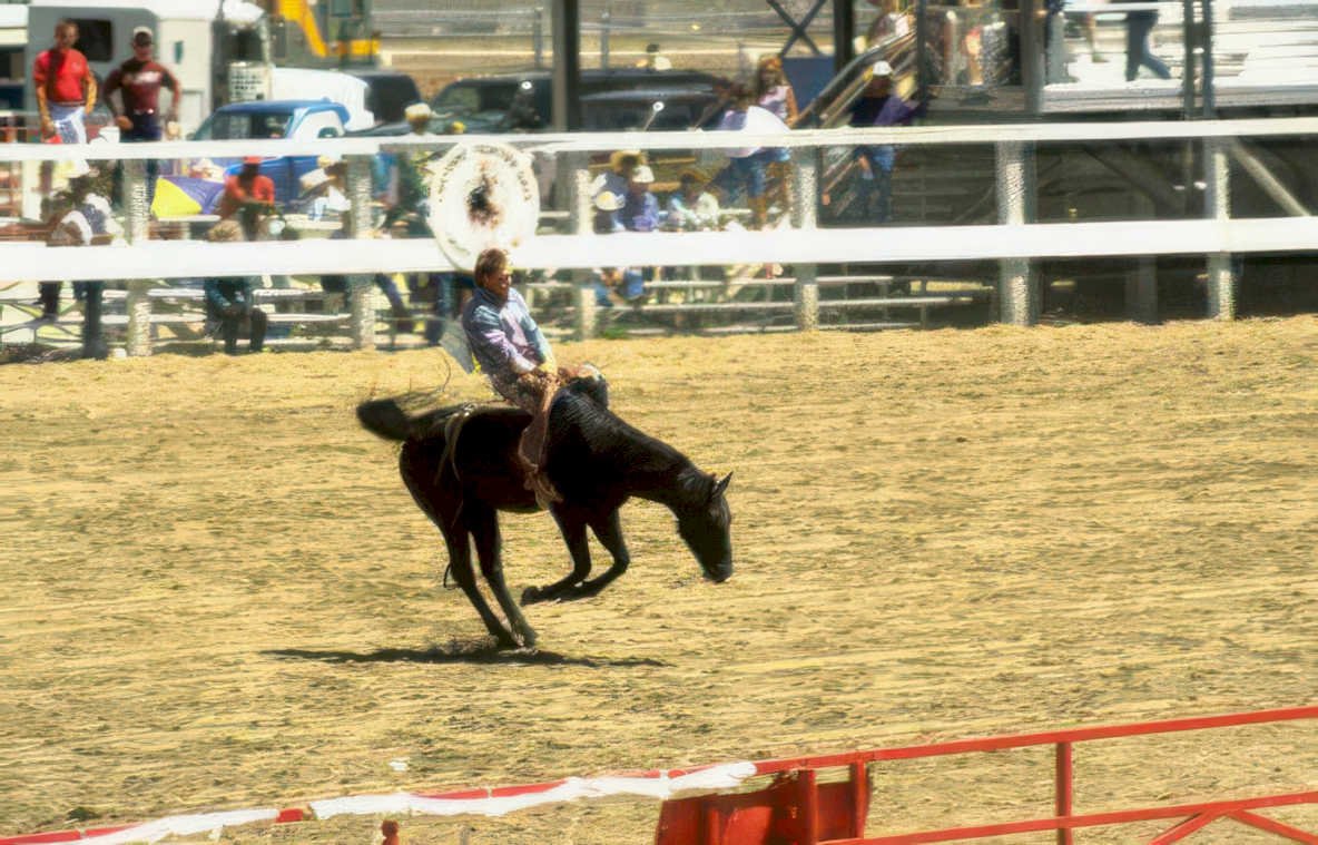 rodeo calf roping 4 Vintage A4 Photo Print