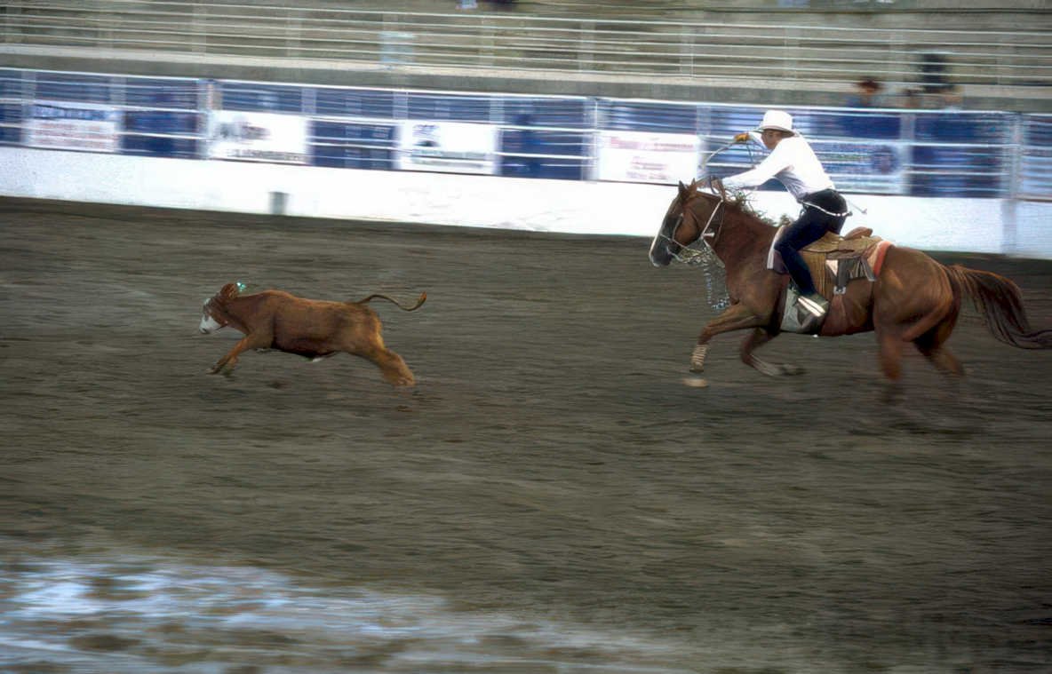 rodeo calf roping 5 Vintage A4 Photo Print