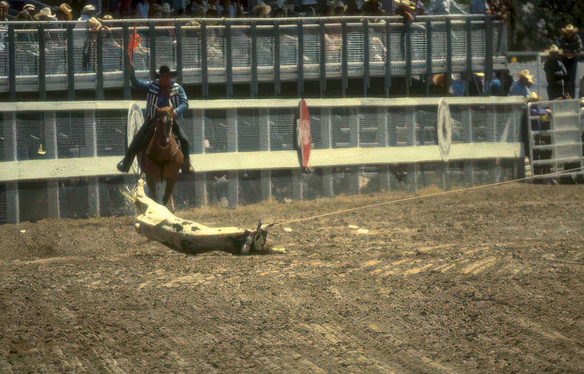 rodeo calf roping 7 Vintage A4 Photo Print