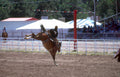 rodeo calf roping 8 Vintage A4 Photo Print