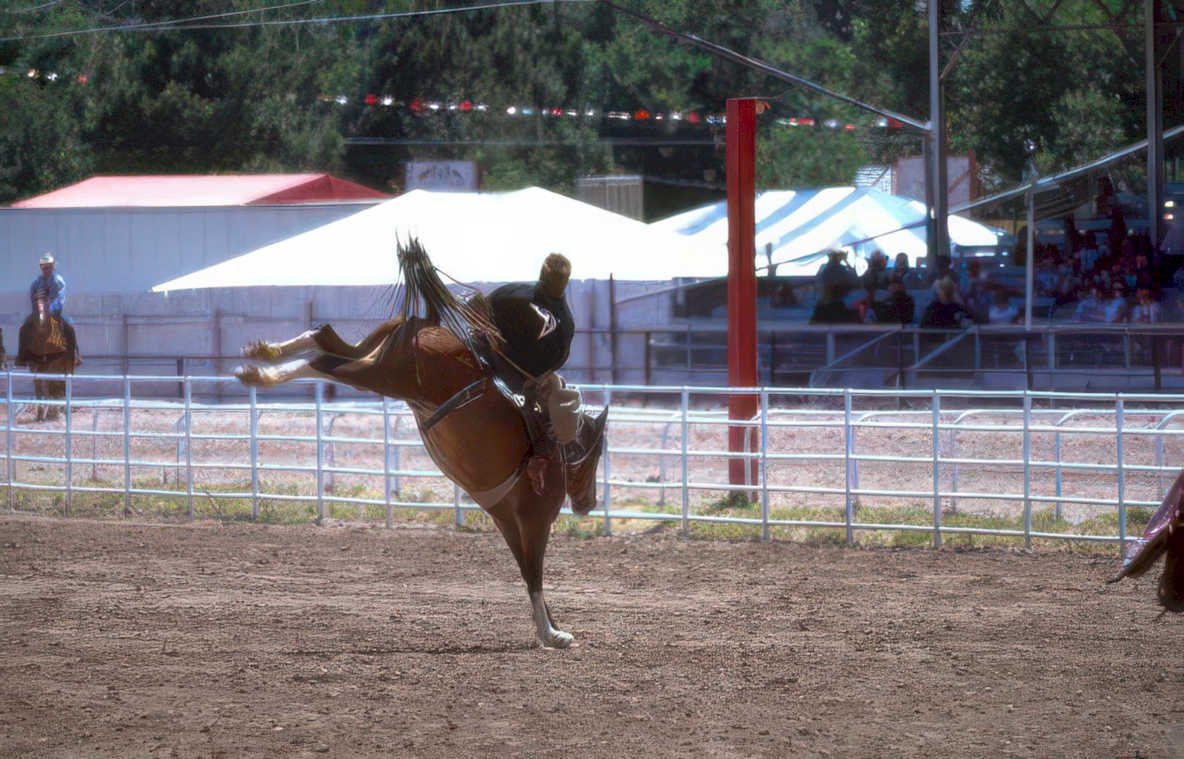 rodeo calf roping 8 Vintage A4 Photo Print