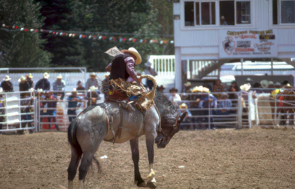 rodeo calf roping 9 Vintage A4 Photo Print