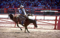 rodeo cowboy horse 2 Vintage A4 Photo Print