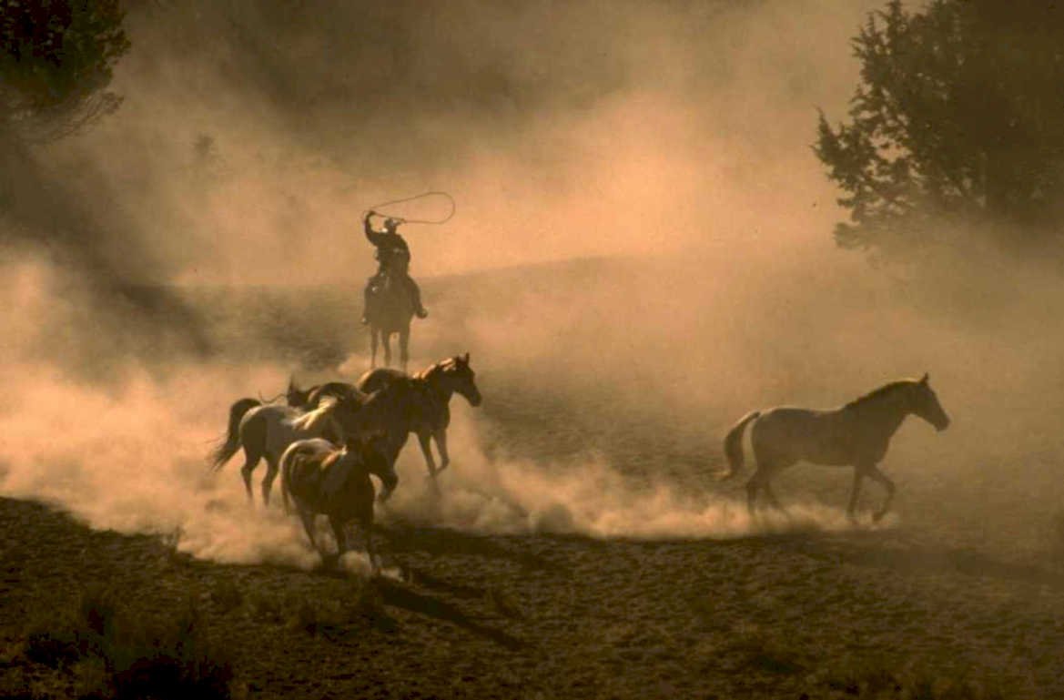 rodeo cowboy horses 1980s 1990s A4 Photo Print