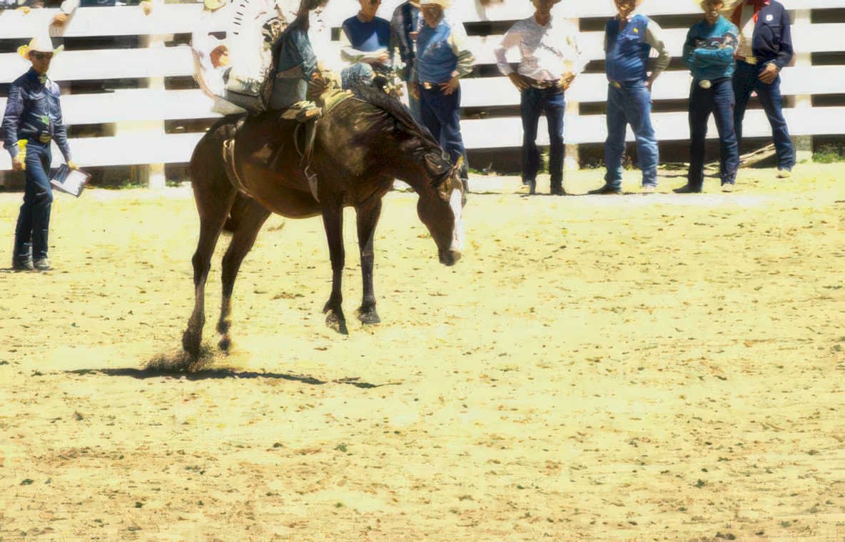 rodeo horse arena Vintage A4 Photo Print