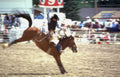 rodeo horse bull Vintage A4 Photo Print