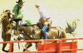 rodeo nationals horses Vintage A4 Photo Print