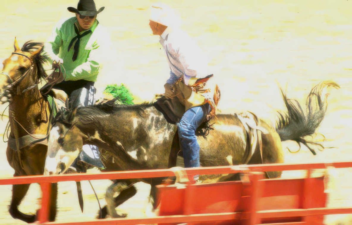 rodeo nationals horses Vintage A4 Photo Print