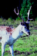roe deer autumn1980s 1990s A4 Photo Print