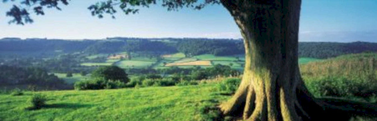 rolling hills tree UK GB British A4 Photo Print