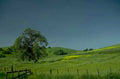 rolling hills wildflowers 1 1980s 1990s A4 Photo Print