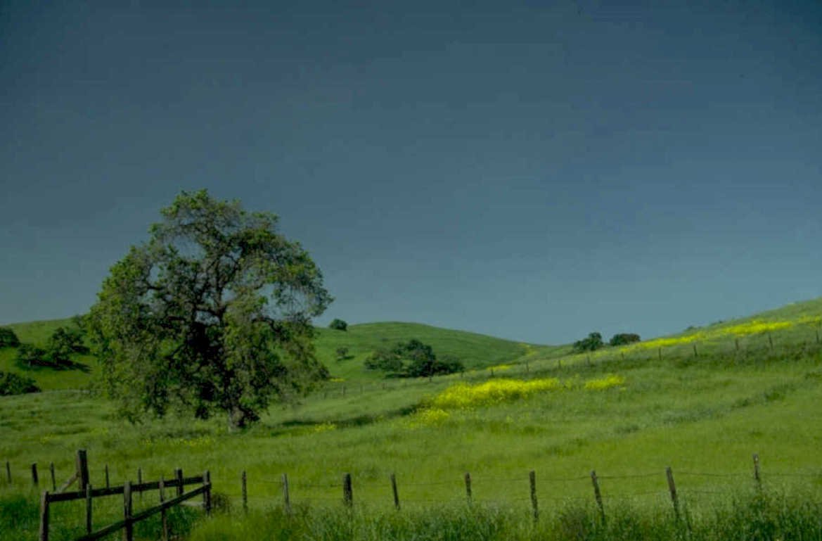rolling hills wildflowers 1 1980s 1990s A4 Photo Print