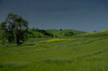 rolling hills wildflowers 2 1980s 1990s A4 Photo Print