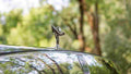 rolls royce ghost extented 61 Car A4 Photo Print