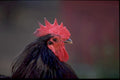 rooster black red1980s 1990s A4 Photo Print