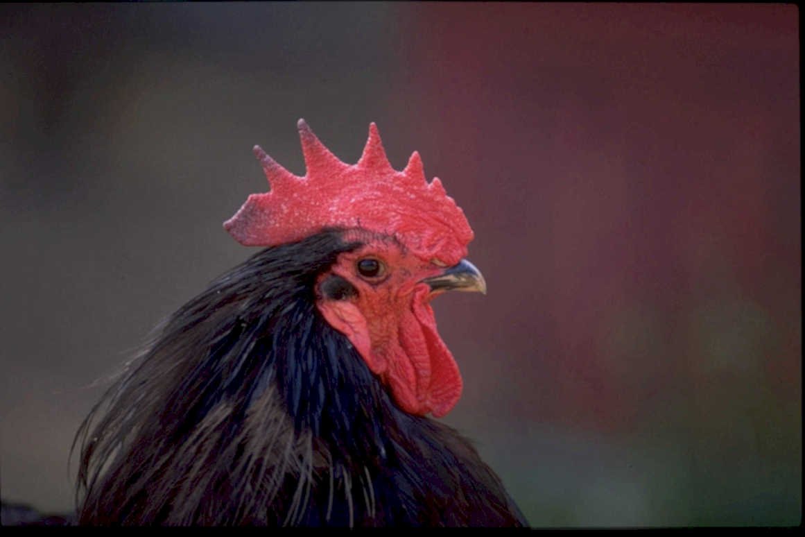 rooster black red1980s 1990s A4 Photo Print