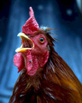 rooster crowing redhead1980s 1990s A4 Photo Print