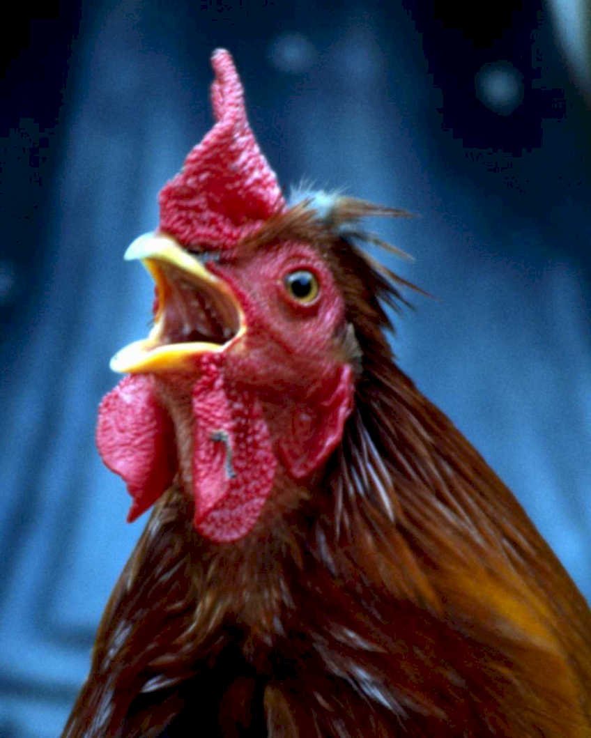 rooster crowing redhead1980s 1990s A4 Photo Print
