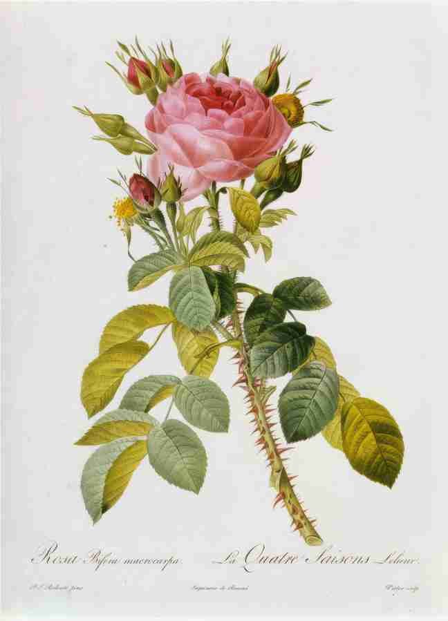 rosa bif Art A4 Photo Print