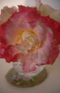 rose bloom vase 1980s 1990s A4 Photo Print