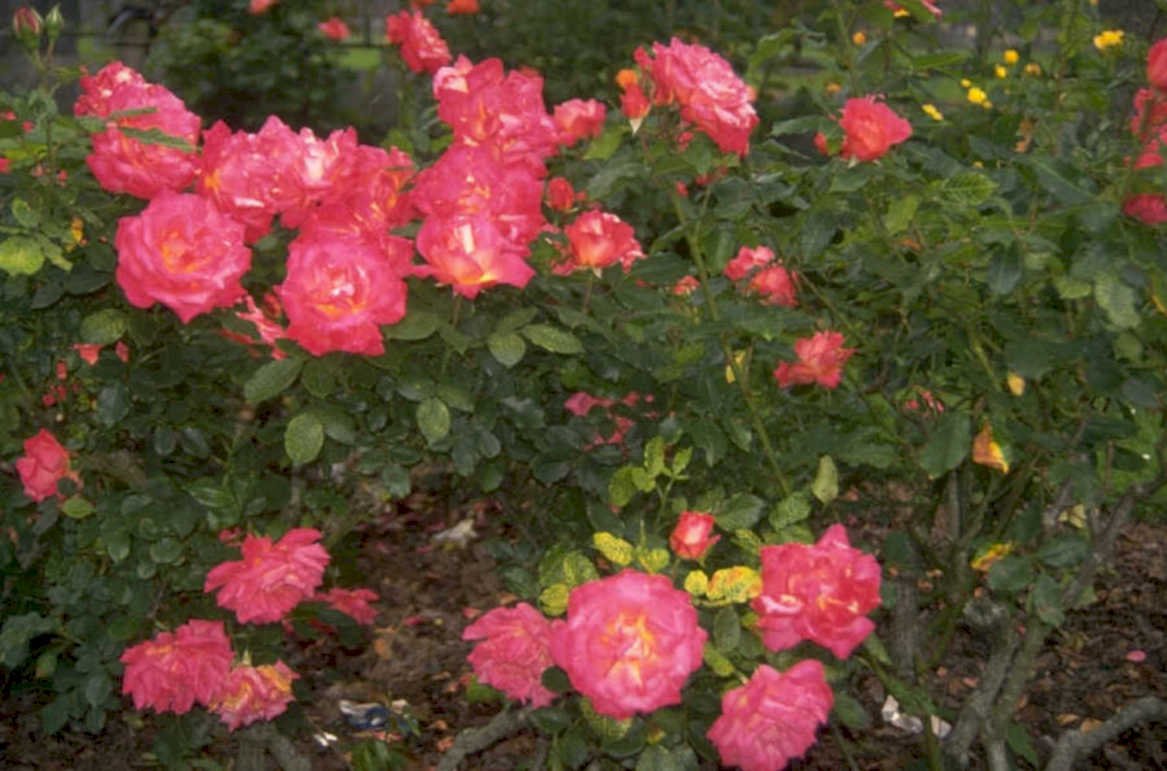 rose bush garden 1980s 1990s A4 Photo Print