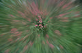 rose bush garden Vintage A4 Photo Print