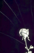rose contrails night Vintage A4 Photo Print