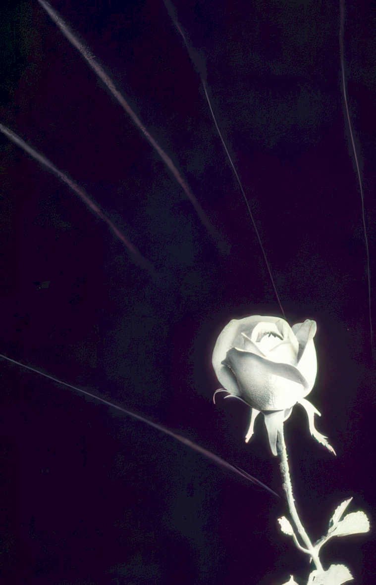 rose contrails night Vintage A4 Photo Print