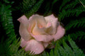 rose dewdrops ferns 1980s 1990s A4 Photo Print