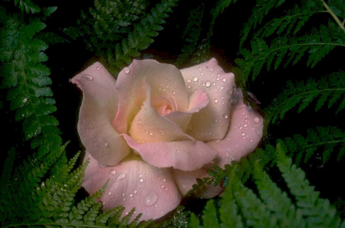 rose dewdrops ferns 1980s 1990s A4 Photo Print