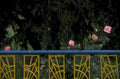 rose fence stars 1980s 1990s A4 Photo Print