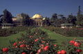 rose garden 1968 1980s 1990s A4 Photo Print