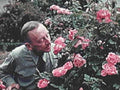 rose garden man1980s 1990s A4 Photo Print