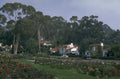 rose garden montecito 1980s 1990s A4 Photo Print