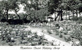 rose garden pathwayVintage 1880s 1900s A4 Photo Print