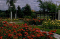 rose garden pergola 1980s 1990s A4 Photo Print