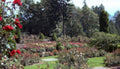 rose garden red Vintage A4 Photo Print