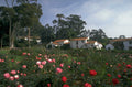 rose garden talana 1980s 1990s A4 Photo Print