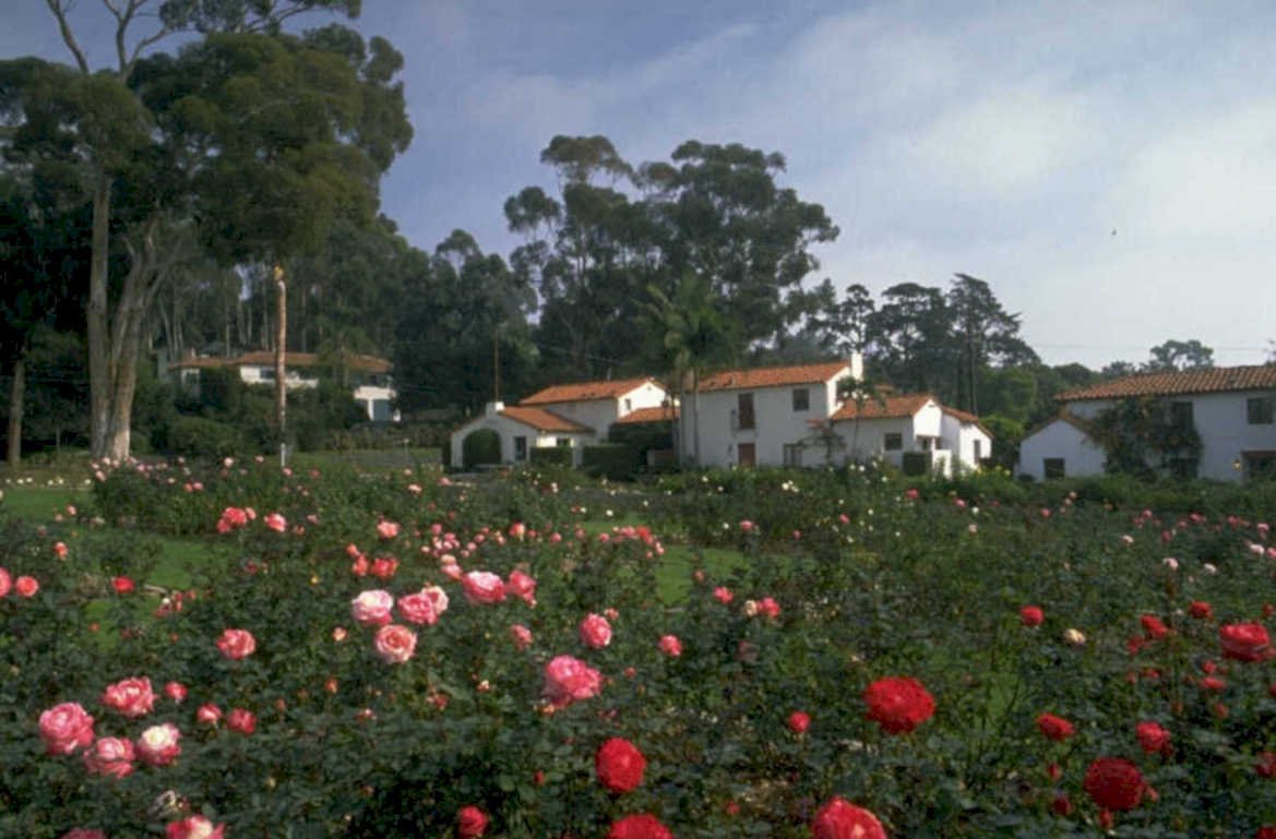 rose garden talana 1980s 1990s A4 Photo Print