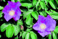 rose hips purple1980s 1990s A4 Photo Print