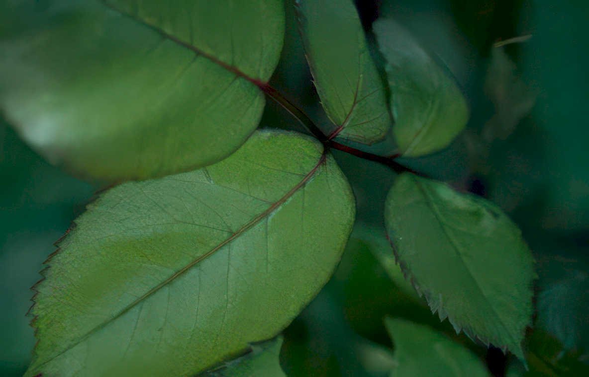 rose leaves green Vintage A4 Photo Print