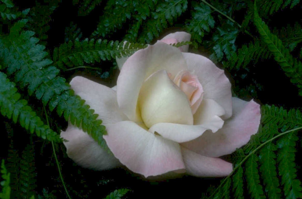 rose pink ferns 1980s 1990s A4 Photo Print